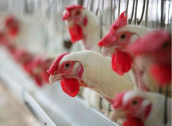 timesofindia's tweet photo. India declares itself free from bird flu https://t.co/Py4n9hS5Li https://t.co/oaBnA0zZqT