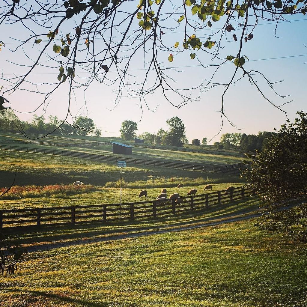 crazysheeplady's tweet photo. Hank running patrol ahead of the early risers. Good morning! #livestockguardiandog #viewfr… https://t.co/FSzsUirmXB https://t.co/RFAYurUzsk