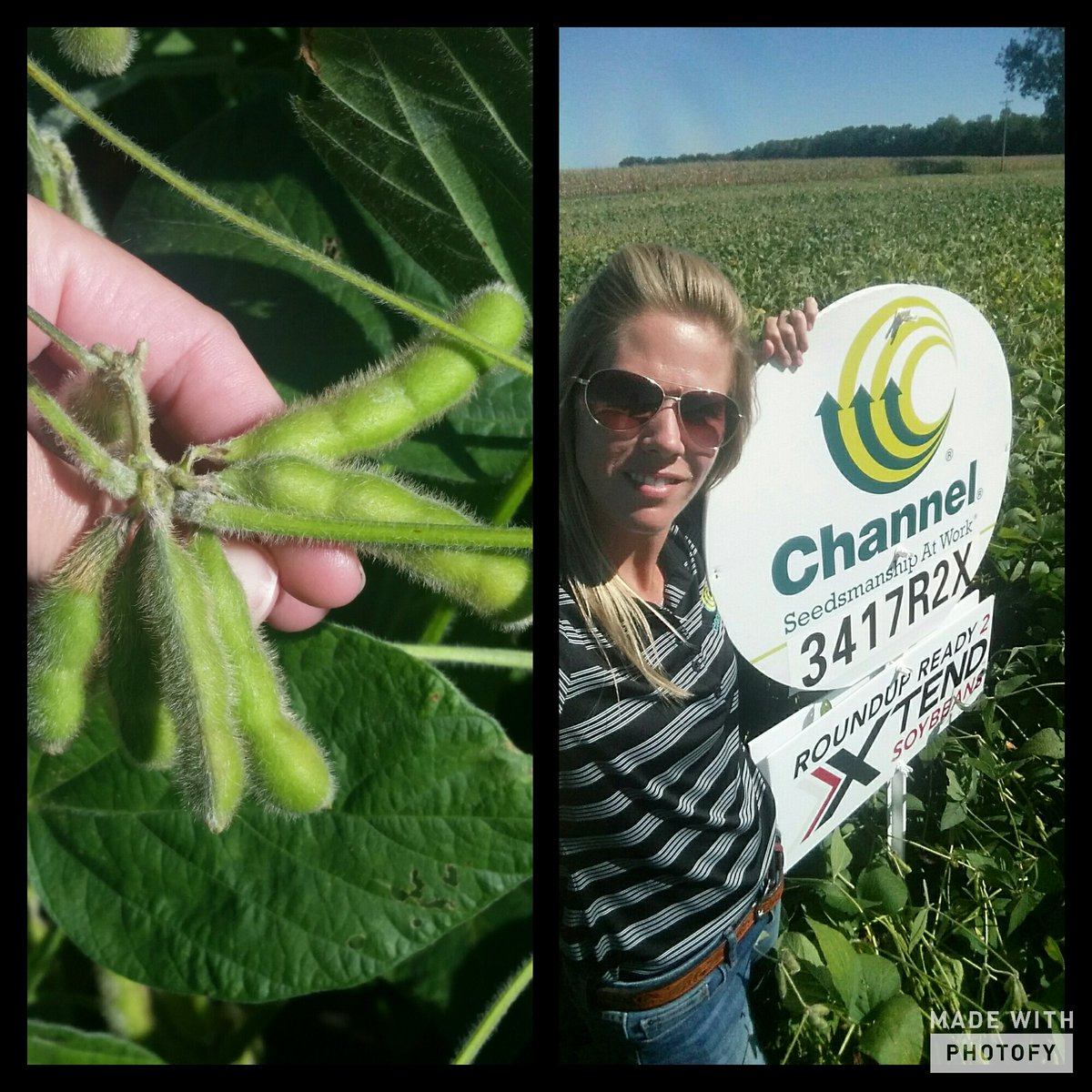 osu1ag's tweet photo. Late season rains helped fill these top pods out. I love what I'm seeing with the #xtendbeans @channelseed #4beans https://t.co/ROT19Wdzpj