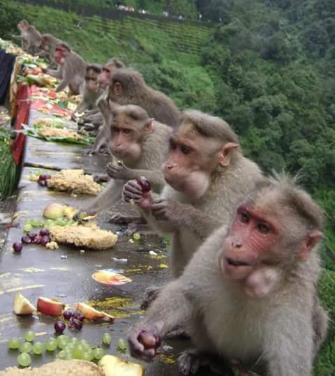 ShashiTharoor's tweet image. Monkeys in Wayanad enjoying their annual Onam feast. A disciplined bunch!