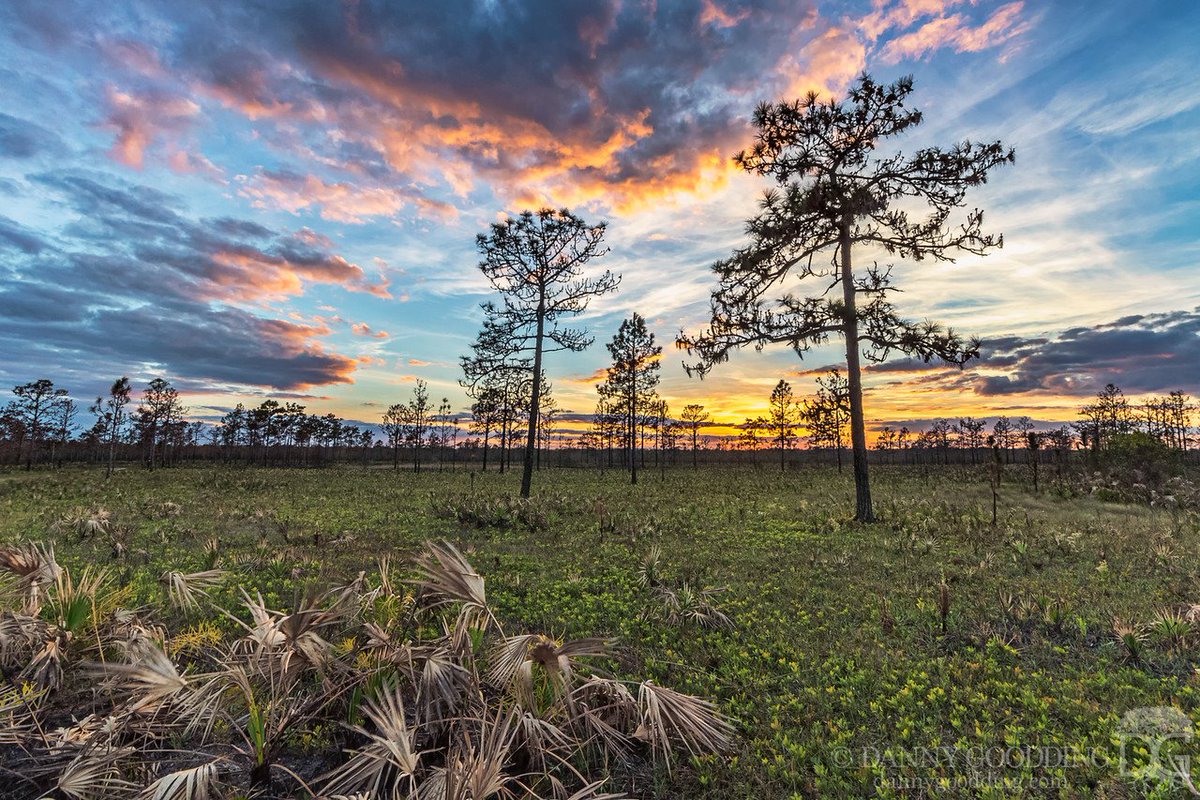 CoolNaturePhoto's tweet photo. Sunset in a pine flatwoods ecosystem about 2 weeks after a fire in central Florida https://t.co/cE8K9SZYit