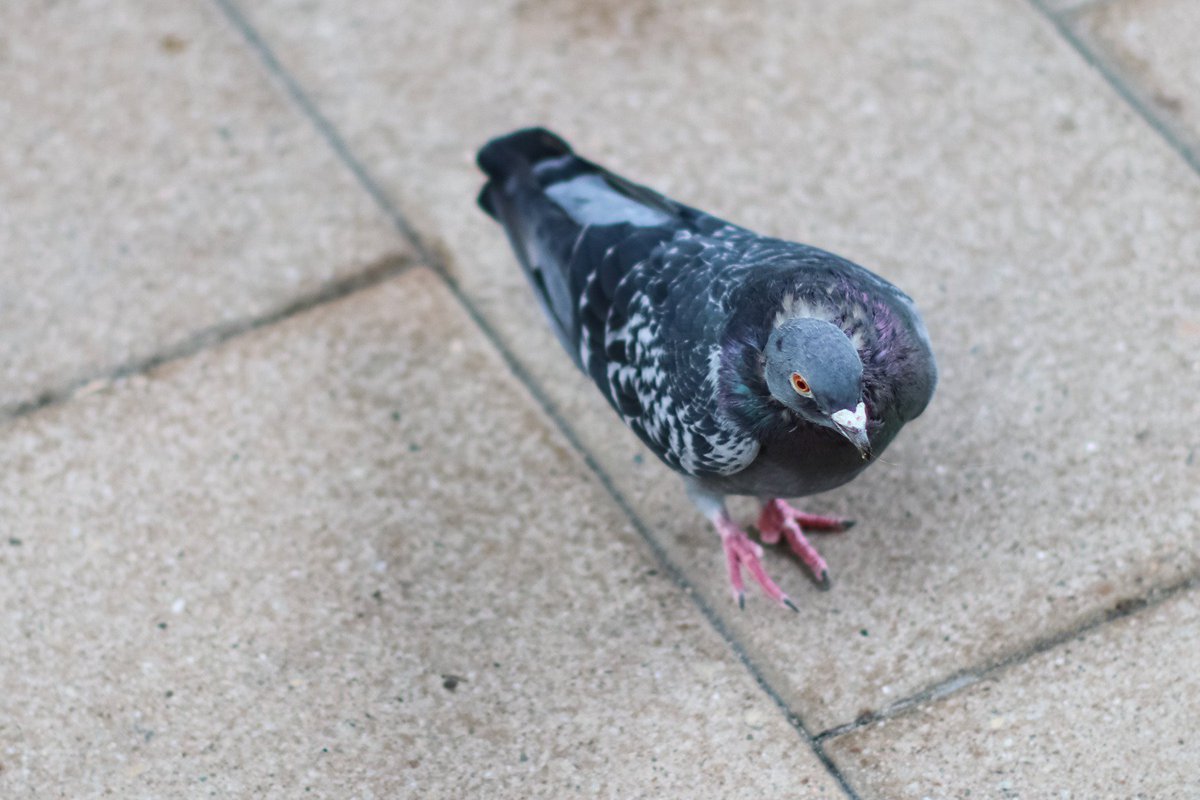 "All work and no play makes Jack a dull pigeon. All work and no play makes Jack a dull pigeon. All work and..."