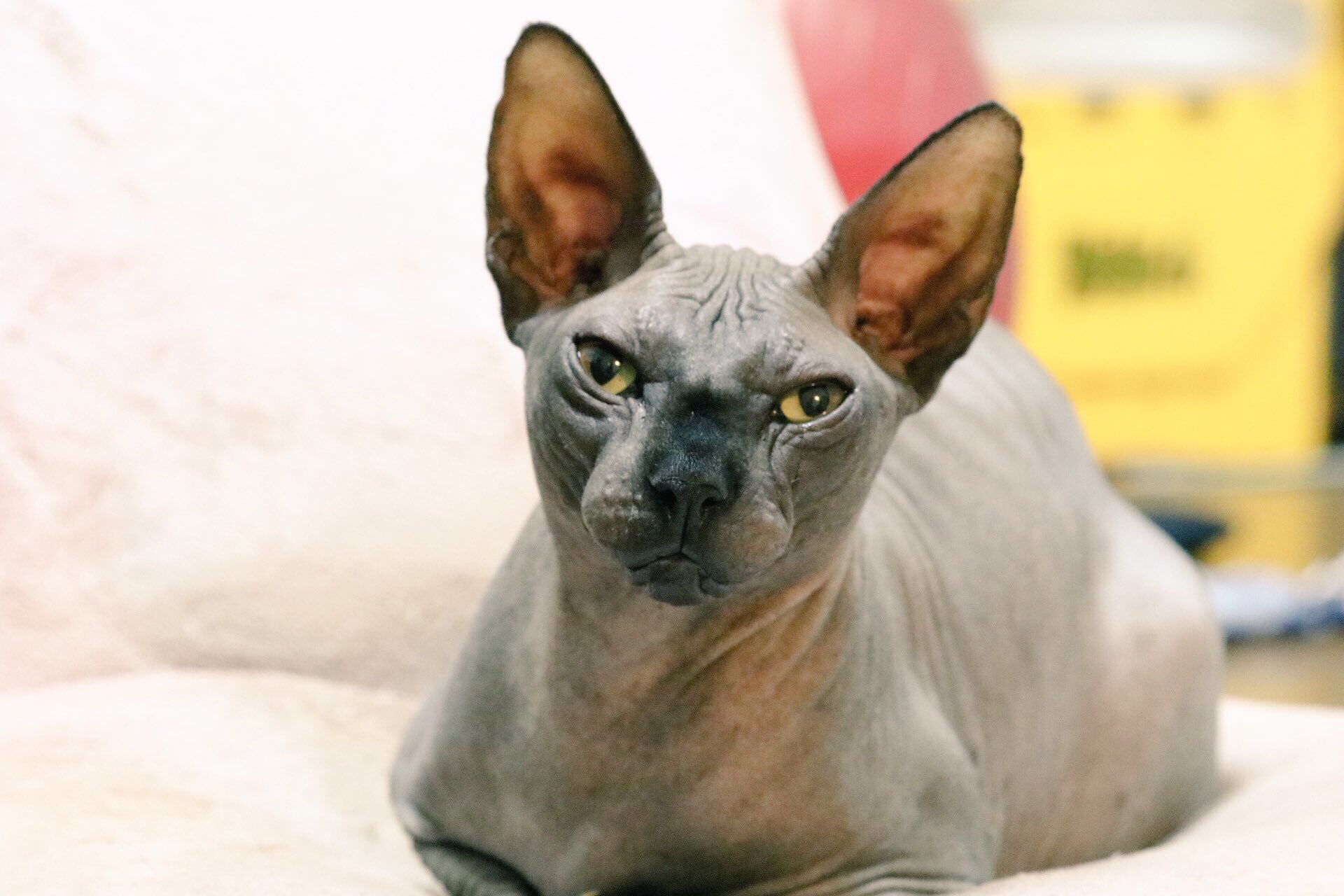 佐藤スフィンクス 最近スフィンクスの肌荒れがひどいので 一眼で撮って ちょっとおしゃれなテイストに加工して誤魔化す作戦 猫 ねこ ネコ 猫写真 スフィンクス Canon80d T Co Sgu6qh0dq9 Twitter