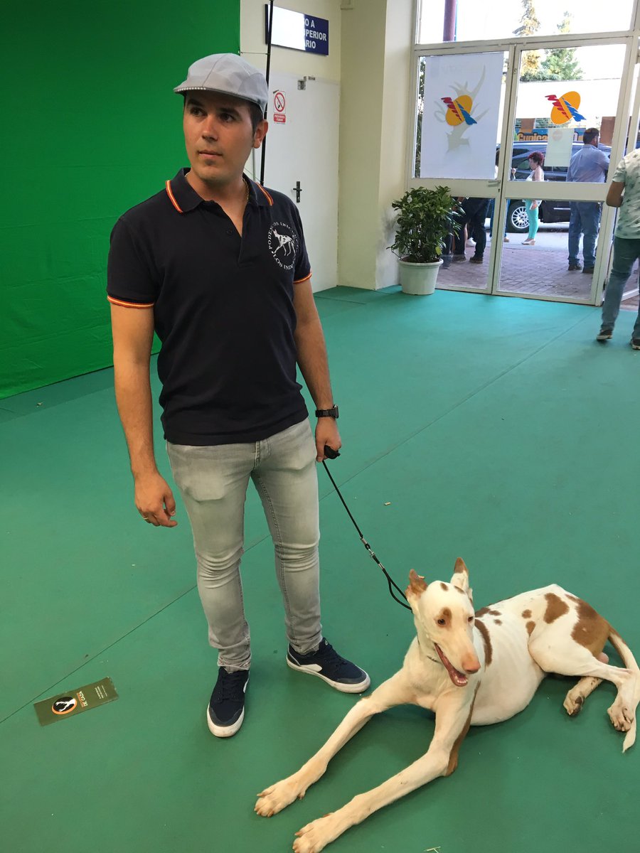 Los mejores perros de España estuvieron presentes en Fecircatur 2016