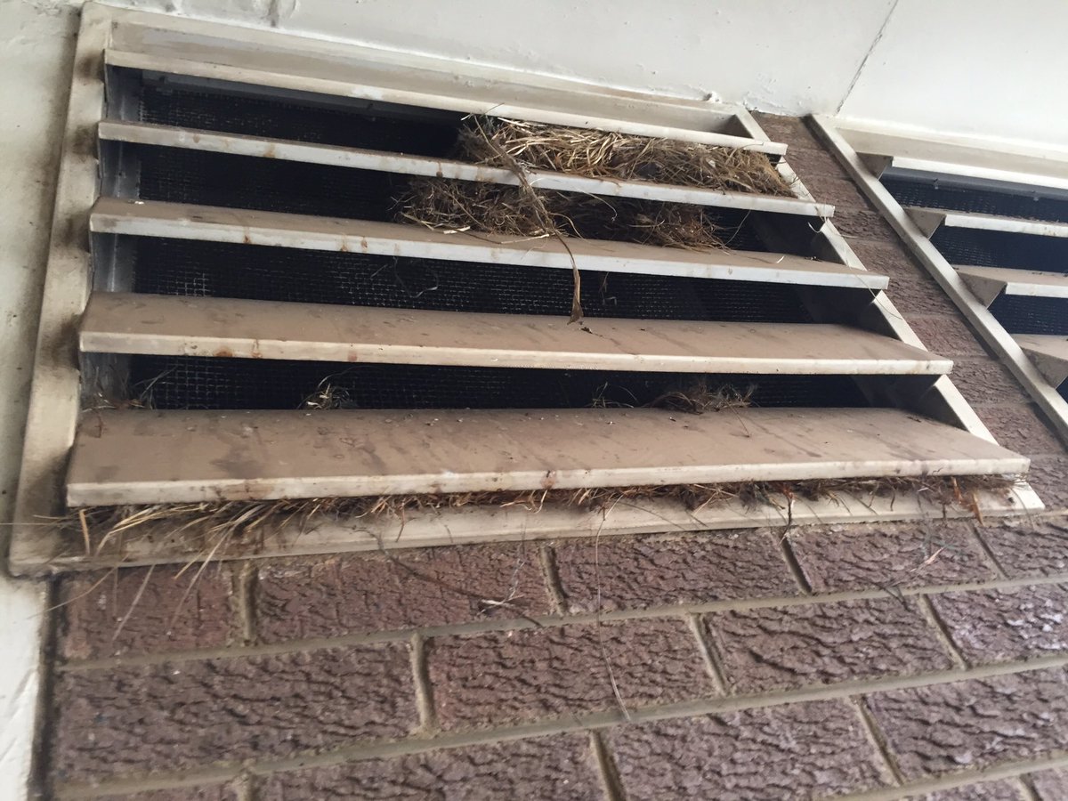 JohnnyGunFilms's tweet image. How to annoy your Soundman. Insert birds nest with babies into your set.