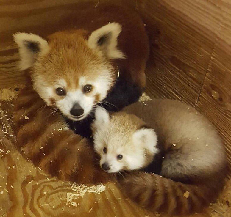 okczoo's tweet photo. Meet Wasabi the Red panda! We call her Sabi for short ❤️🌿 #RedPanda #AmbassadorsofAwe https://t.co/jU28IwXt22