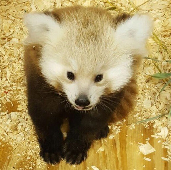 okczoo's tweet photo. Meet Wasabi the Red panda! We call her Sabi for short ❤️🌿 #RedPanda #AmbassadorsofAwe https://t.co/jU28IwXt22