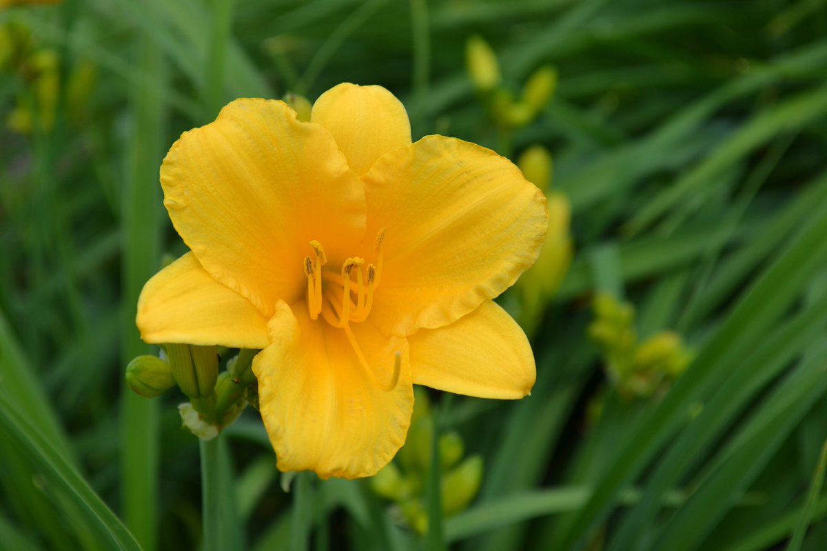 Wolfe Dye & Bleach (WolfeTextile) Twitter