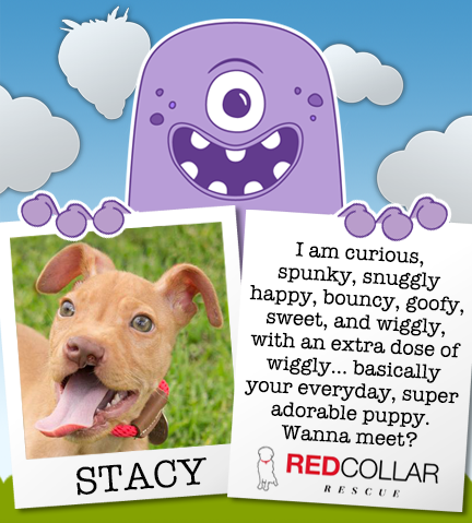 It's RED Collar Rescue Wednesday. Sweet Mr. Stacy is ready for a foster or forever home. info@redcollar.org #rescue