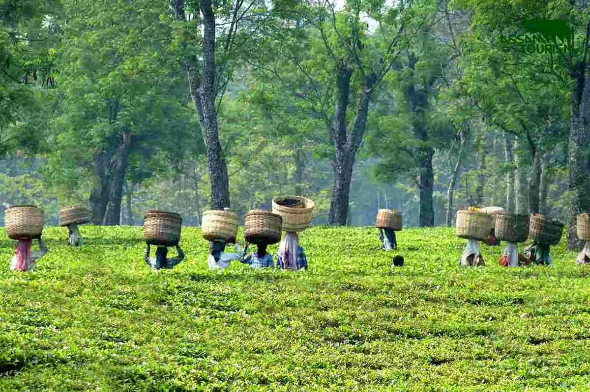 Naba2276's tweet photo. This upcoming winter season plan a trip to the land of “Red river and blue hills” #Assam. I bet you"ll not regret. https://t.co/jmiQnruuqU