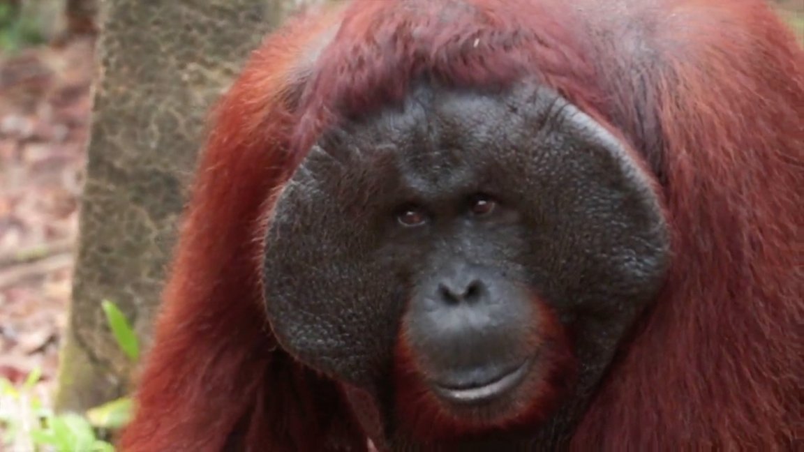 LittonWeekend's tweet photo. From orangutans in Borneo to elephants in Botswana, witness amazing wildlife with us Saturday on @BornToExploreTV! https://t.co/KayveviYx9