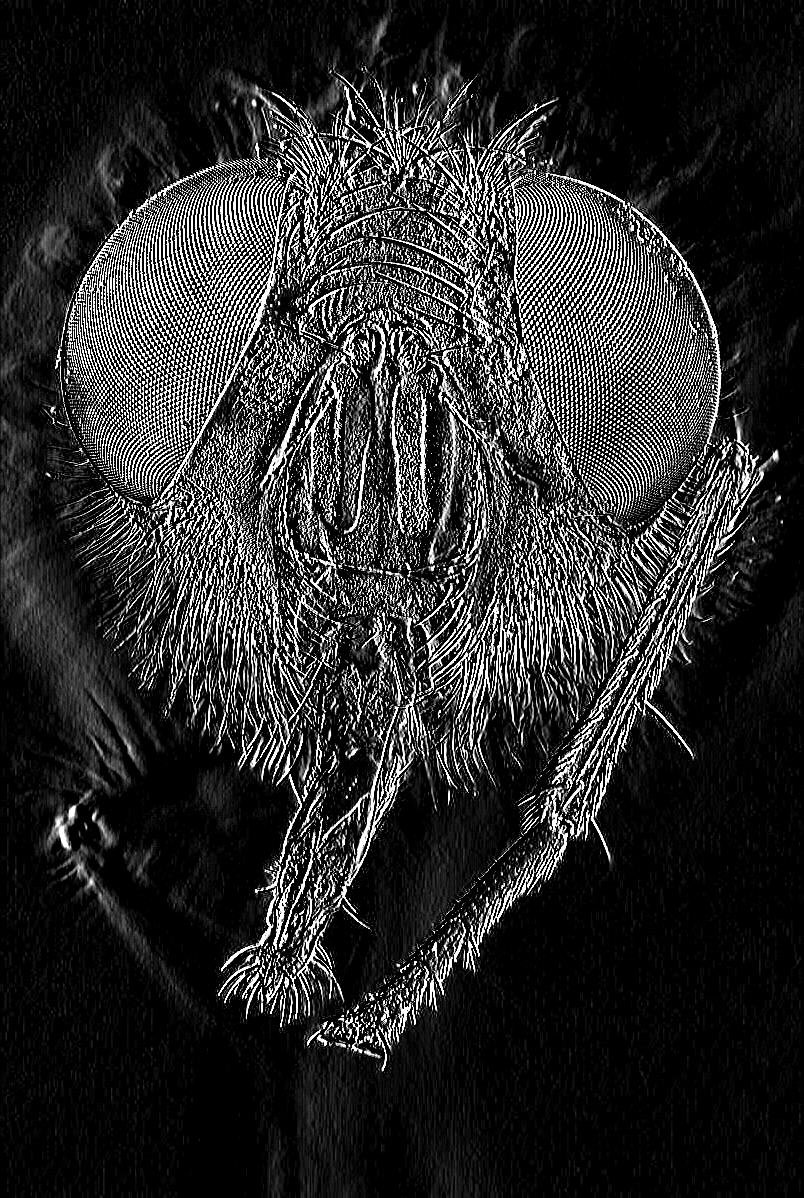 James_M_South's tweet image. Before/After shots fixing Kirsch edge detection. Not easy! #ImageProcessor