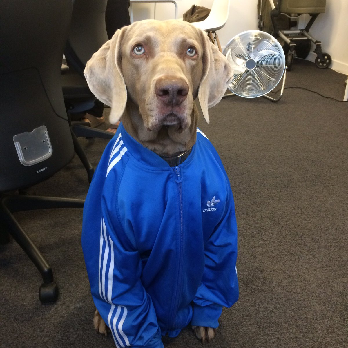 AlfieStudioDog's tweet photo. @PenelopesMCR @MediaCityUK @drumbeaters @nojjyboy So I rode in on an invisible bike too. Where's my bacon? https://t.co/56kX9ZBcga