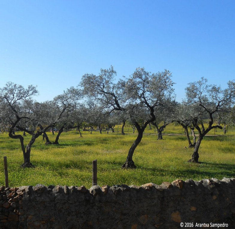 aransampedro's tweet image. El Pedroso goo.gl/B7zcOI @YoSoyFotografa @AytoElPedroso @ComparteMiradas @Destino_AND @viveandalucia