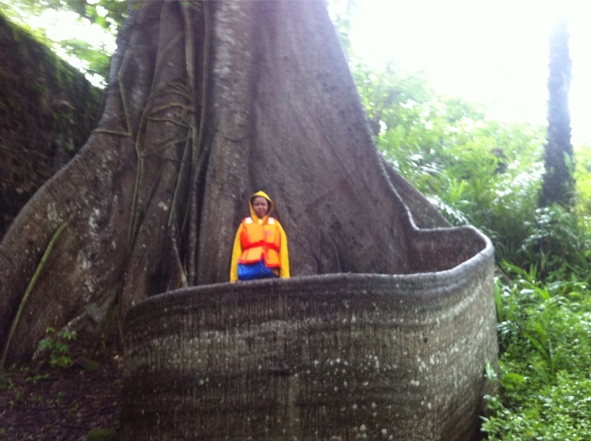 nikecampbell_'s tweet photo. Standing at the base of a #cottontree in #bunceisland #sierraleone. #mystical amwriting #iamwriting #inspiration https://t.co/NPdjdSjZNh