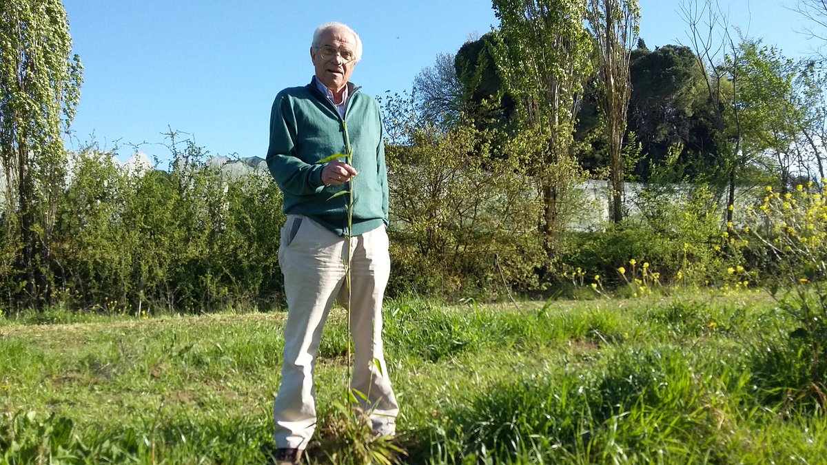 lamorinacortona's tweet photo. Cresce il bambù biologico, insieme alle mele e le olive @Onlymoso @Ecobnb @DRIWE @paoloigna1 @Andrea_Radic #Cortona https://t.co/LGiXe2BNzF