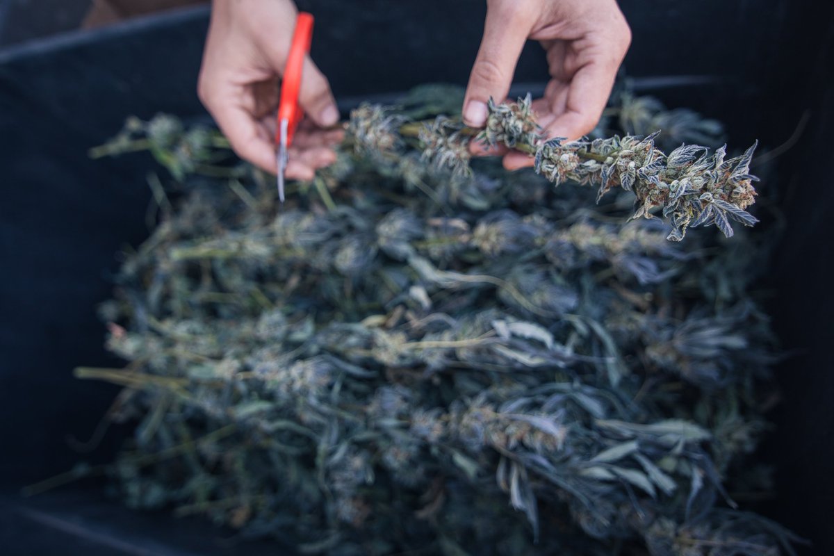 Local_Nomads's tweet photo. Looking for work in #humboldt? #Trimmigrant Survival Guide https://t.co/ArIRtKudzH @dopemag @HIGH_TIMES_Mag @bruvs https://t.co/GSUHfb4wdu
