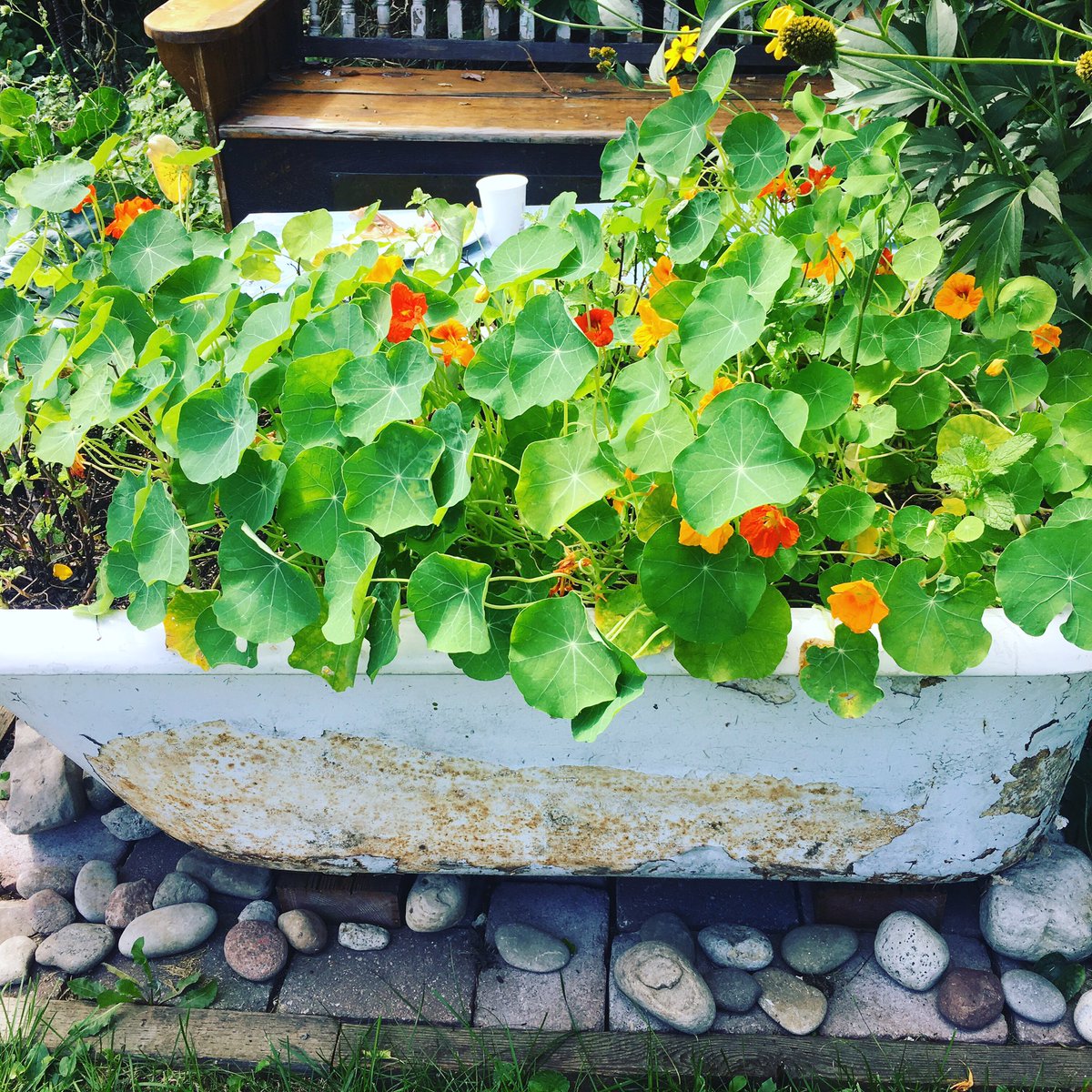 IslandCafeTO's tweet photo. Garden is still going strong! Music tonight from Shak Shak 6:30-8:30. Old-time calypso vibes and its pizza nite! 🎷🍕🌴 https://t.co/kboTCsxV8e