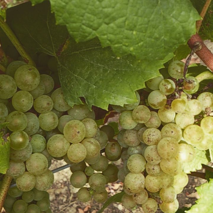 DabinPoiron's tweet photo. Quand les raisins pointent le bout de leur nez. Ça sent les vendanges ! #muscadet #MelonDe… https://t.co/5CI7yzhJav https://t.co/LamGEwM9qe