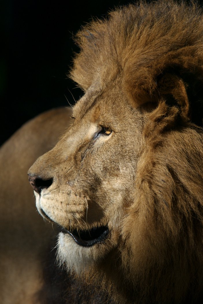 KHOU's tweet image. PHOTOS: Houston Zoo announces passing of 18-year-old lion.. #RIPJonathan -&amp;gt; on.khou.com/2cmG9ez #KHOU