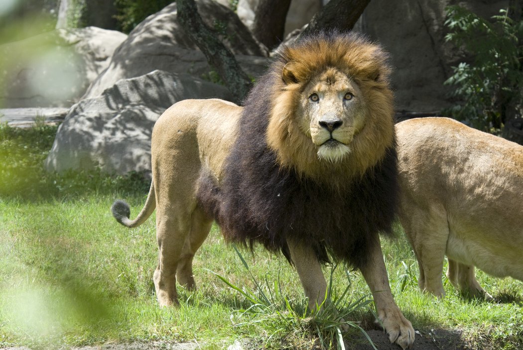KHOU's tweet image. PHOTOS: Houston Zoo announces passing of 18-year-old lion.. #RIPJonathan -&amp;gt; on.khou.com/2cmG9ez #KHOU