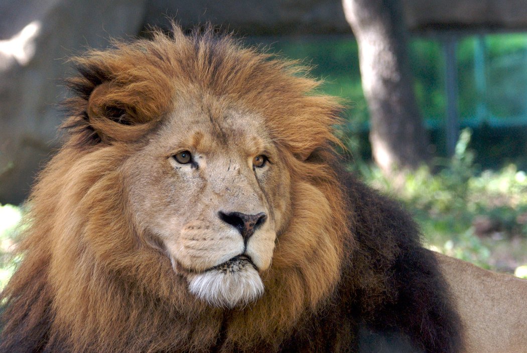 KHOU's tweet image. PHOTOS: Houston Zoo announces passing of 18-year-old lion.. #RIPJonathan -&amp;gt; on.khou.com/2cmG9ez #KHOU