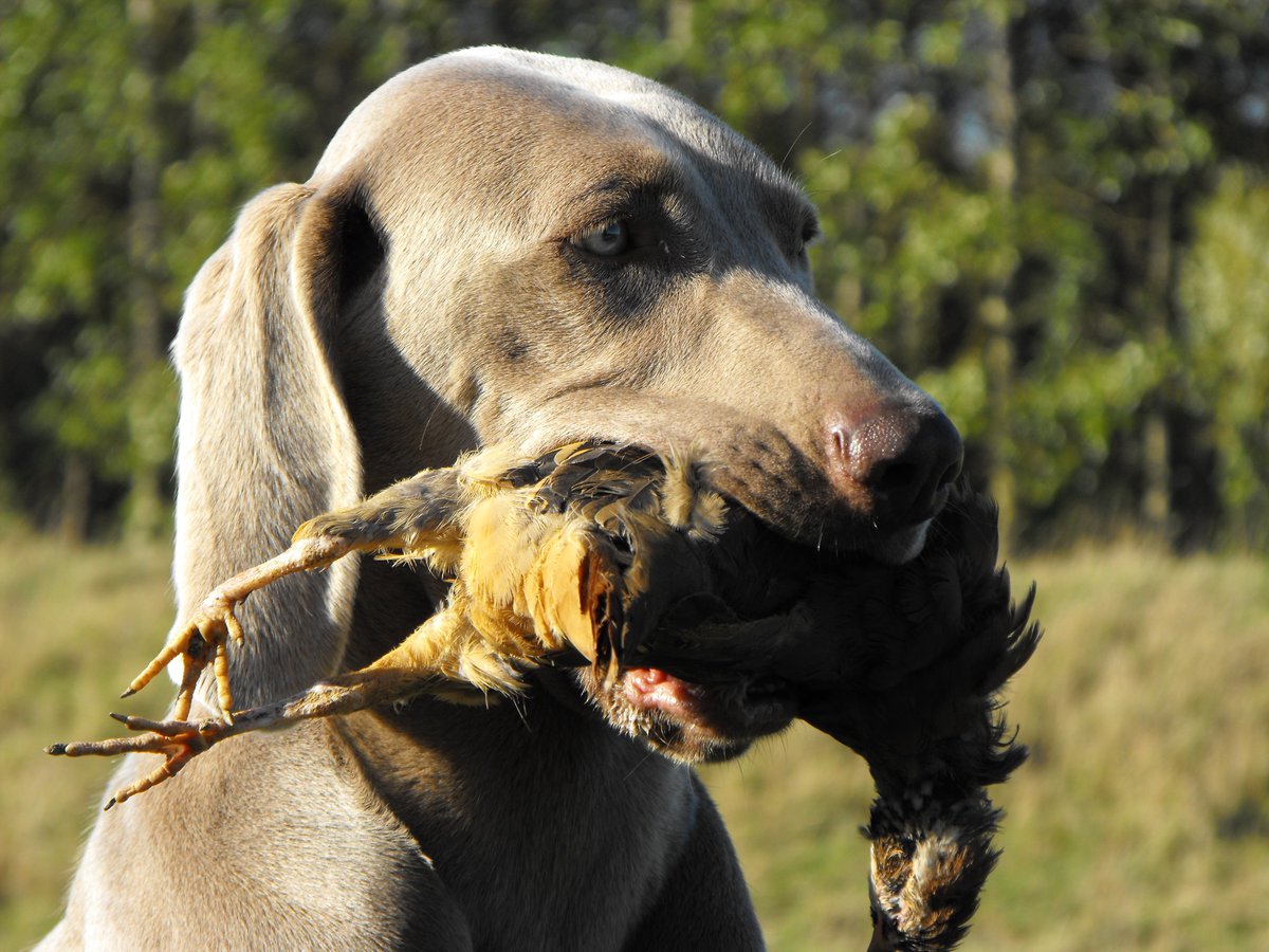 achouffegundogs's tweet photo. Sunday 9th October: Achouffe Training Day on Cold Game, sorry this Day is now fully booked https://t.co/kHBSZH8dRk