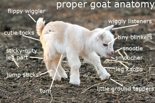 VarndeanScience's tweet photo. @varndeangoats - saw this and thought of you https://t.co/oCZniumX2I