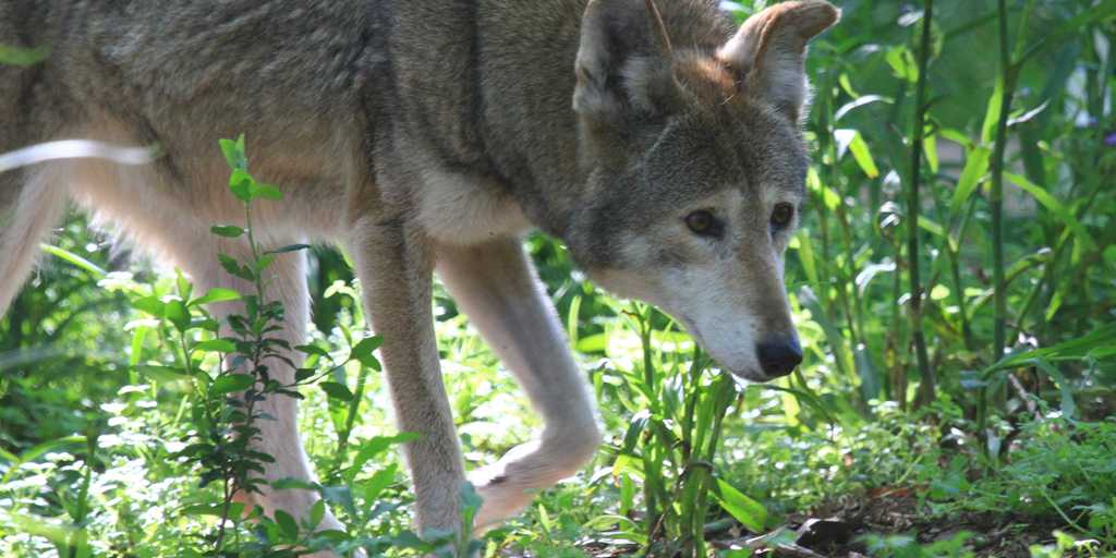 keep your eyes peeled to catch a glimpse of the elusive red wolf