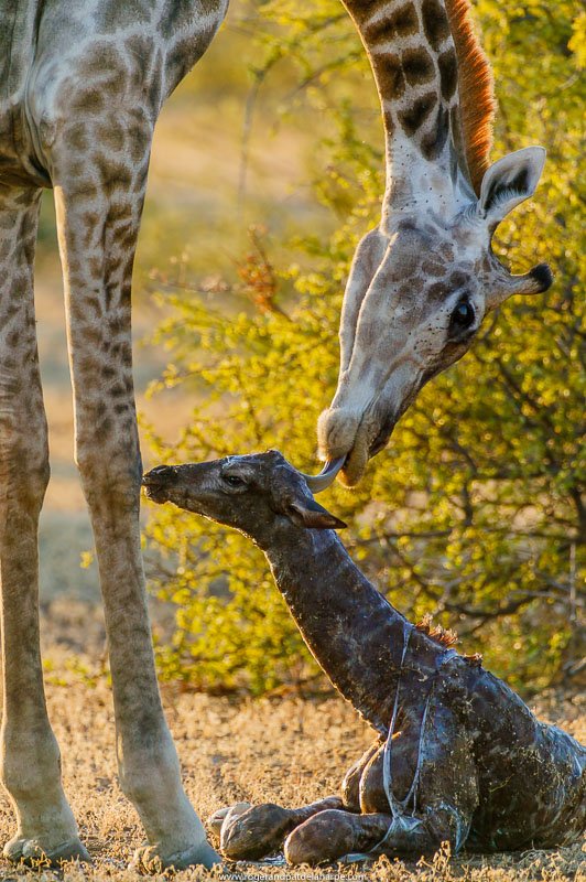 RogerdelaHarpe's tweet photo. It's not every day you see a giraffe #birth. We did while staying at @TuliLodge Check this: https://t.co/HN62jUocPi https://t.co/qDSPaM3vd8