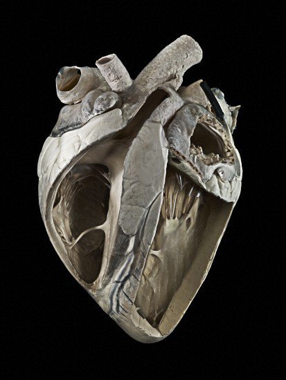 wellcomeimages's tweet photo. The votes have been counted for the Wellcome Image Awards 2016 public vote! Who do you think won? #2016WIA https://t.co/hq6EPriMGM