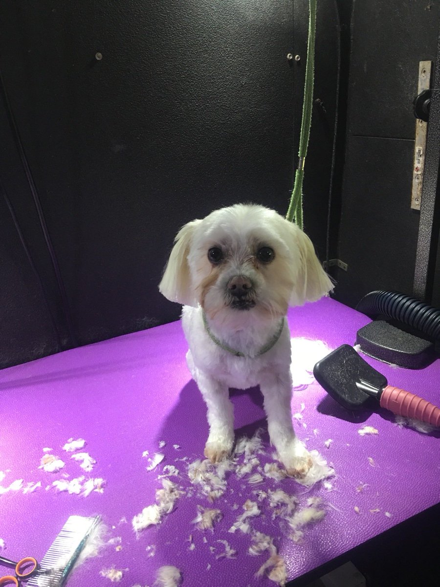 HMPSALON's tweet image. #theheathersmobilepetsalon #maltese # haircut #dogsofinstagram