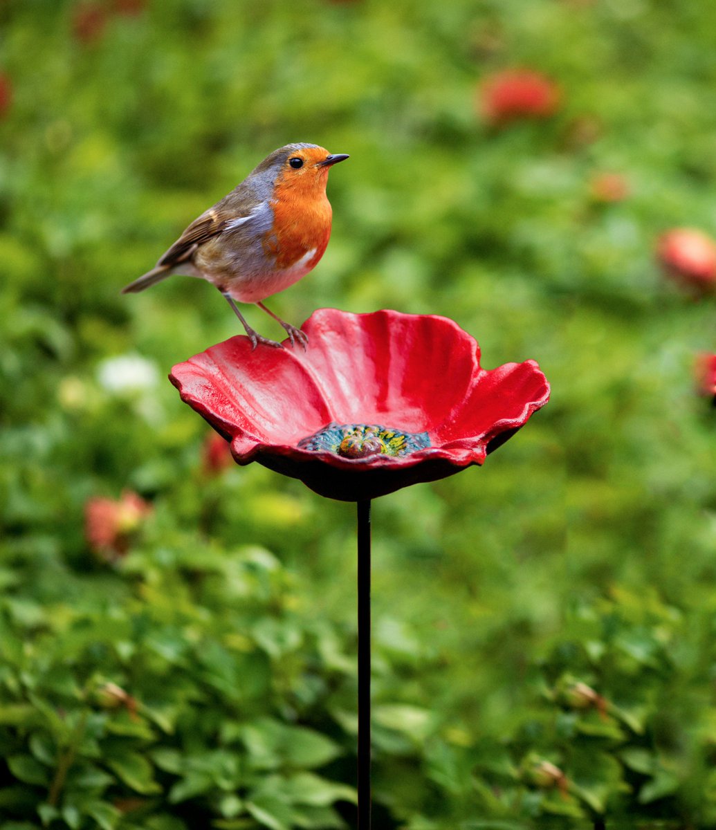 Gardman Wbc On Twitter Help Save Uk Wild Bird Populations