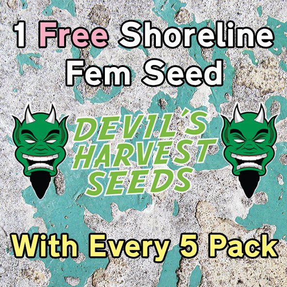 drchronicseeds's tweet photo. FREE SHORELINE SEEDS! This month at https://t.co/qCvQxyRCjv
#shoreline #uk420 #drchronic https://t.co/eJ1CGXqxxP