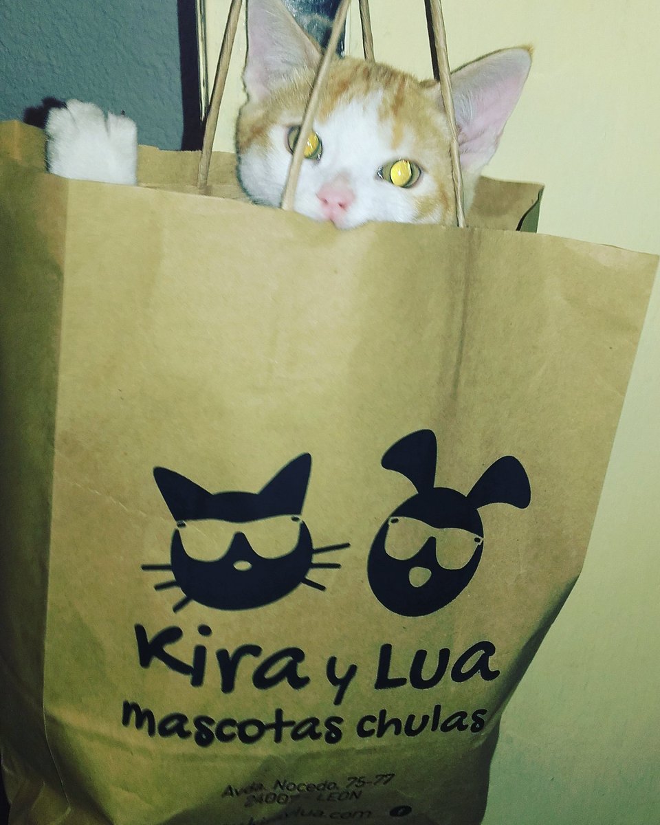 KirayLua's tweet photo. #gatoscuriosos #kiraylua https://t.co/fqBP0MuSCM