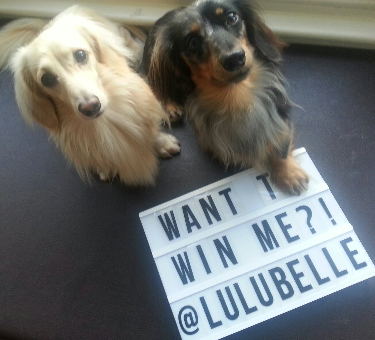 LulubelleVW's tweet photo. #WeddingHour #WoofWoofWednesday # competition on our FB page launches on Friday! #win #dogsnotincluded #dachshund https://t.co/Eq8uNryS0g