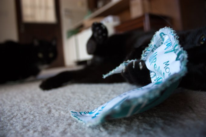 Make your cat mad happy with this free printable catnip kicking bag. #DIYcraftchallenge wp.me/p4G4oF-1IN