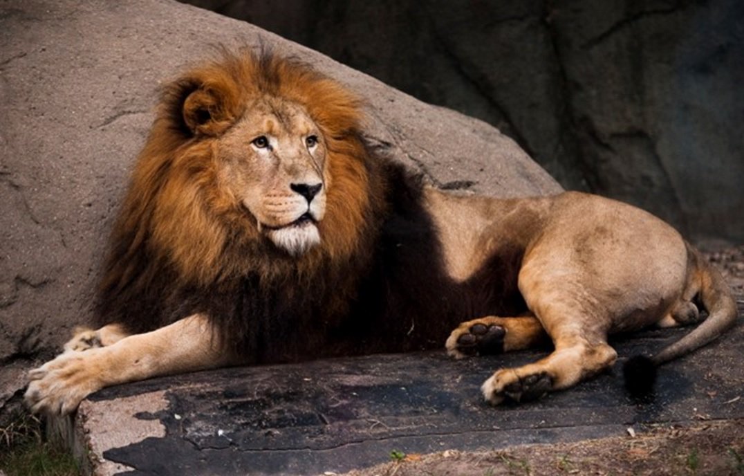 vilypapr's tweet image. Houston Zoo announces passing of 18-year-old lion khou.com/news/local/ani… via @@KHOU #RIPJonathan