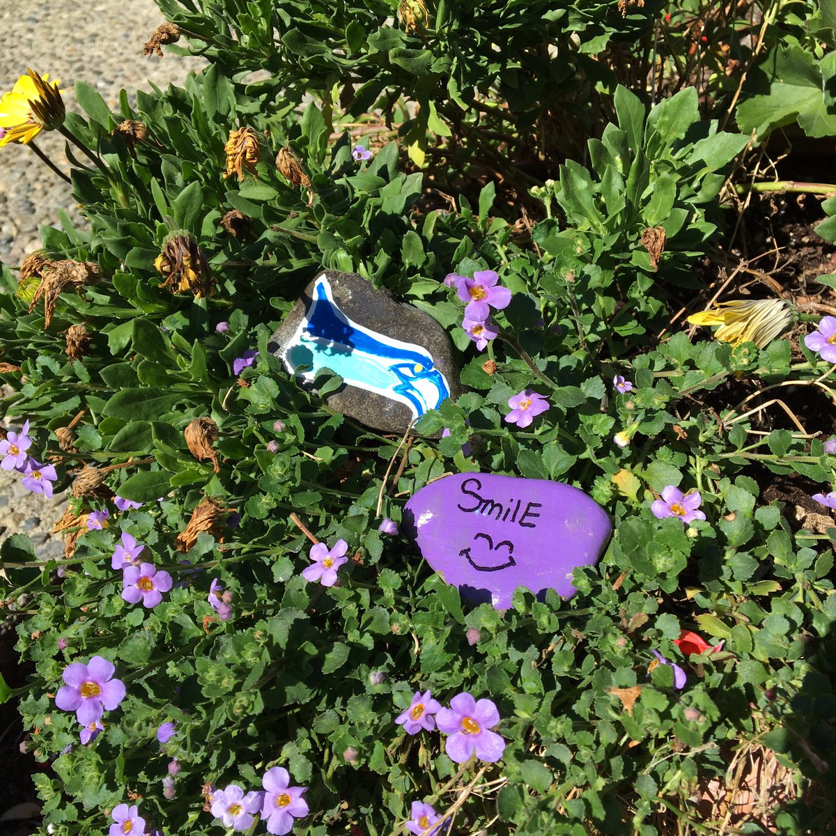 BeKindRockOn's tweet photo. Left some #BeKindRockOn Rocks in Kirkland #HawksNation https://t.co/PGlENBgjzc