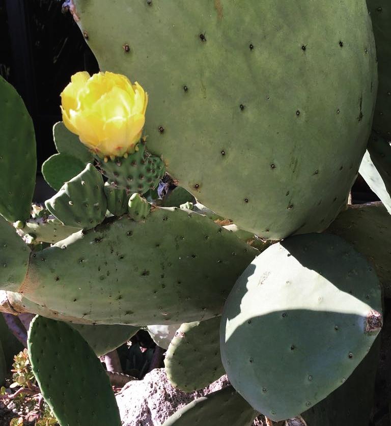 MimiLazoD's tweet photo. Si d algo tan rústico puede surgir algo tan sublime como esta flor,sé q aún en condicions extremas podmos "florecer" https://t.co/7UnEOMixKo