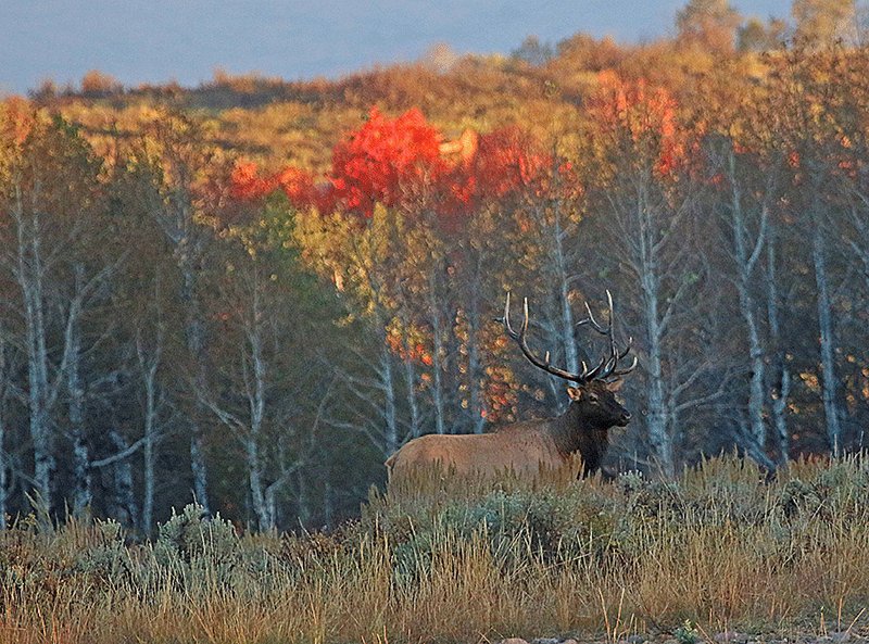 UtahDWR's tweet photo. We love this time of year! Who else is ready for fall? #Utah #elk #wildlife https://t.co/GP8VS5kOms