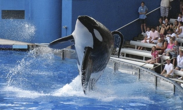 thatveganphotog's tweet photo. #Cali Bans #OrcaCaptivity &amp; Breeding [ https://t.co/f3ace0AmrH ]
#vegan #endcaptivity #dolphinproject #animalrights https://t.co/tDoT8CybUx