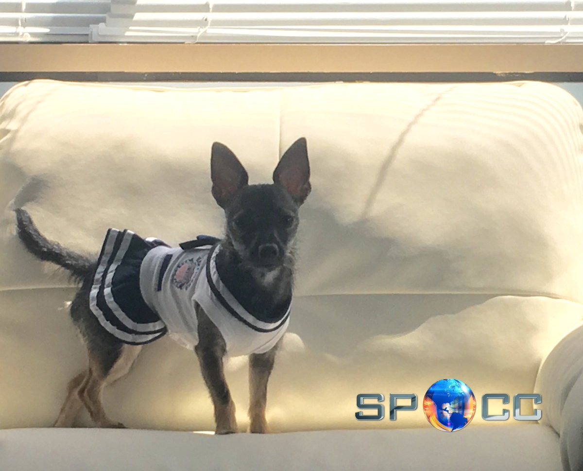 SpoccCreative's tweet photo. #HappyHumpDay from our favorite! Our very own #SPOCC mascot. #valentina #SpoccMiami https://t.co/5FUpAvX6hz