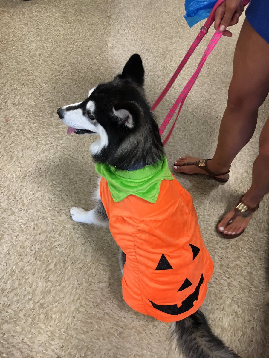 Misia_Pomsky's tweet photo. 🐶 - new outfit, whatcha think?
😘 - It's cute, my Halloween pumpkn
🐶 - Is that a fat joke b/c I'm not a skinny wiener https://t.co/jpq55ZYxAQ