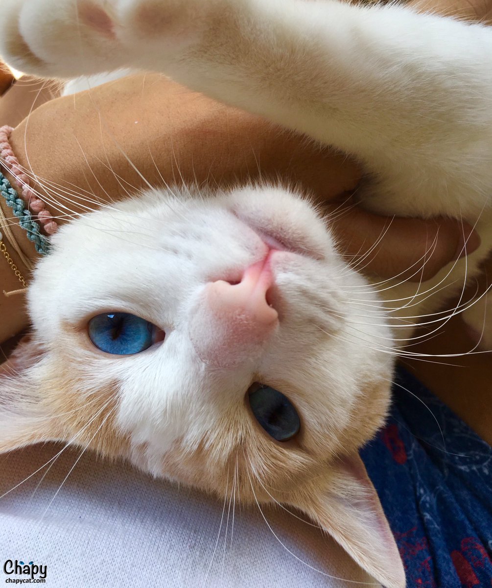 Chapy_cat's tweet photo. Come on, pet me... pet me hooman... 😻 #cat #CatsOfTwitter https://t.co/nhZ8t7slY1