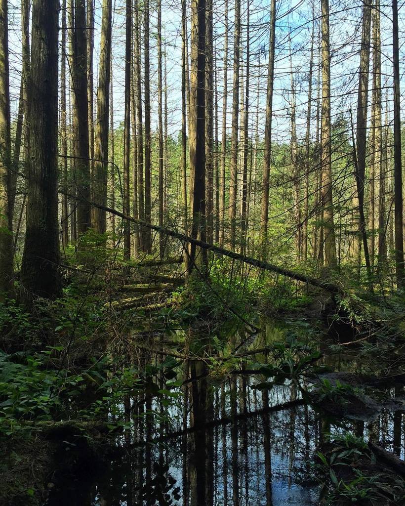 jcpartidas's tweet photo. Natural mirror / Espejo natural
#westvancouver #whytelake #hiking https://t.co/5ZJP1MHMXL https://t.co/98dqZclnDe