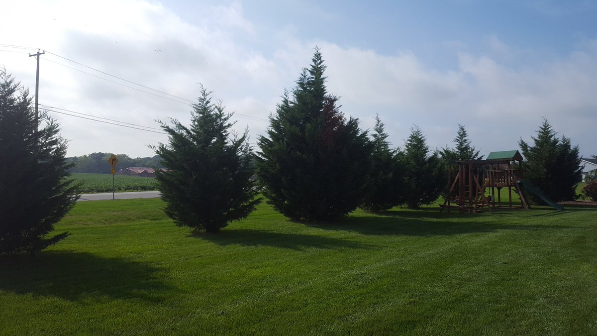 NatureDesignINC's tweet photo. Before and After of professional hand pruning of Leyland Cypress. #landscaping #pruning #leylandcypress #trees https://t.co/fnBDxTXbn4