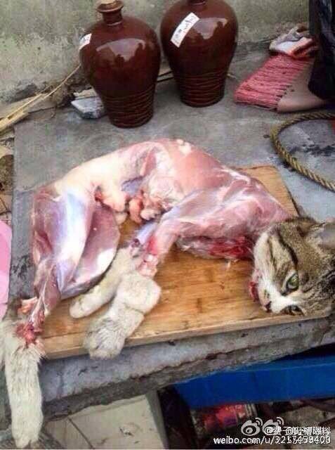 OliveFaith2's tweet photo. And this is what they do to cats!  They are also the voiceless @RileyChi2 @evaugier @MajorRobbie @AHWFoundation https://t.co/oZS8XKepQv