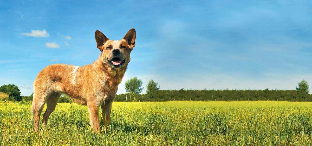 Get 20% off <a href="/KrisersPets/">Kriser's Natural Pet</a> coupon! #pets #KrisersHolisticHealth #HappyHealthyPets #ad Here: buff.ly/2cnBvbb