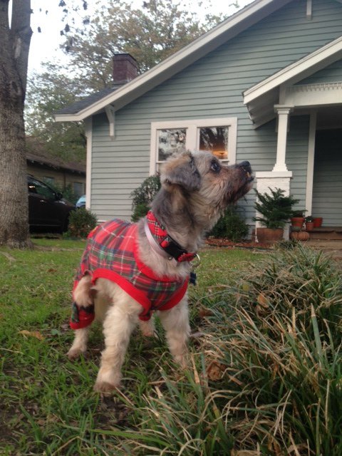LOUIE had a #RuffLife before he was rescued. Learn more about his story tonight at 5&amp;9pm on <a href="/CW33/">CW33 TV</a> - <a href="/NewsFixDFW/">NewsFixDFW</a>. ❤️